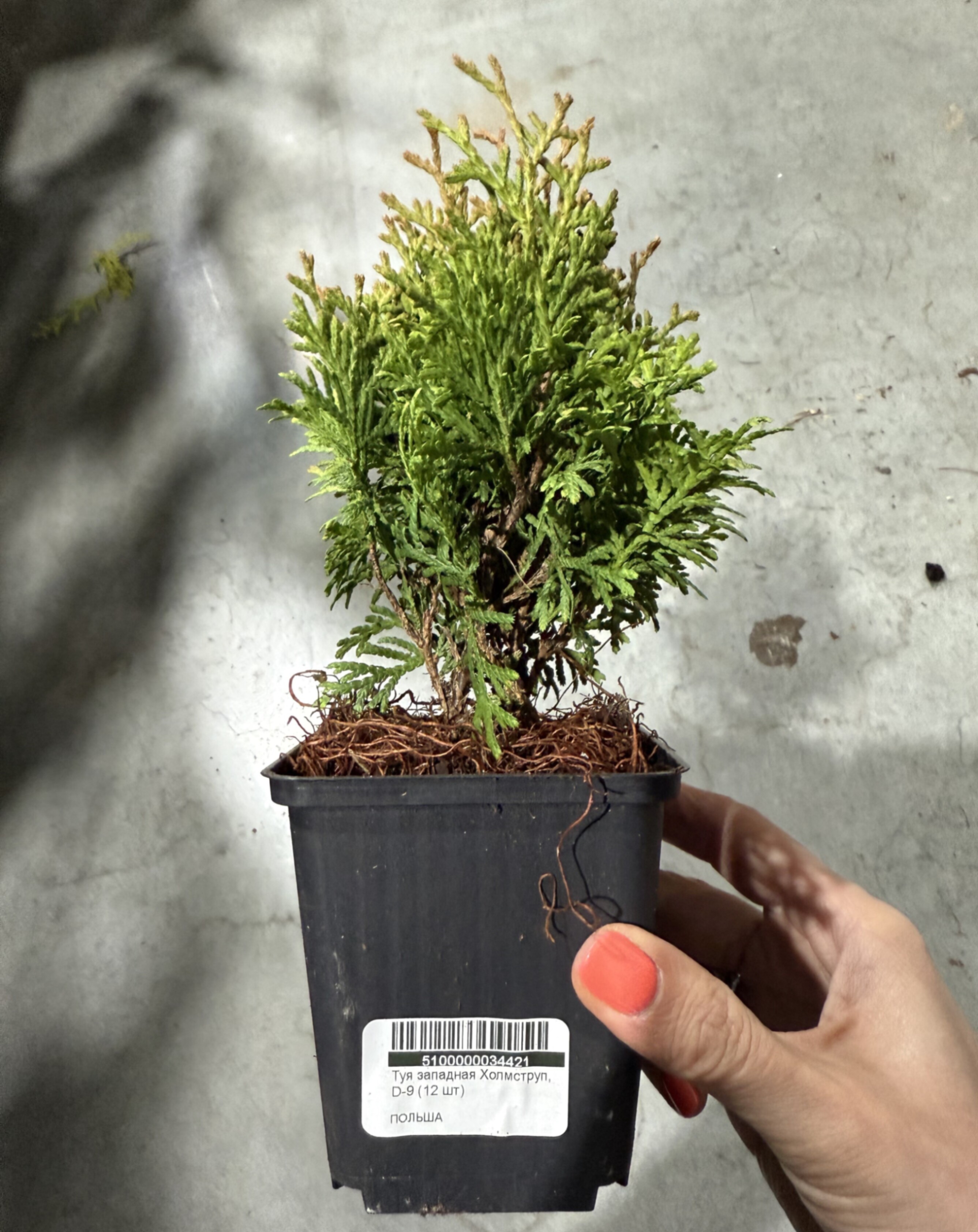 Туя западная Холмструп